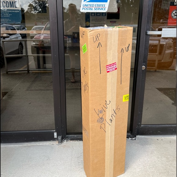 COPY - 🪴🔥Ficus ruby🔥🪴 - Picture 5 of 5